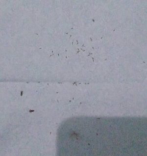 Testi6-3.jpg